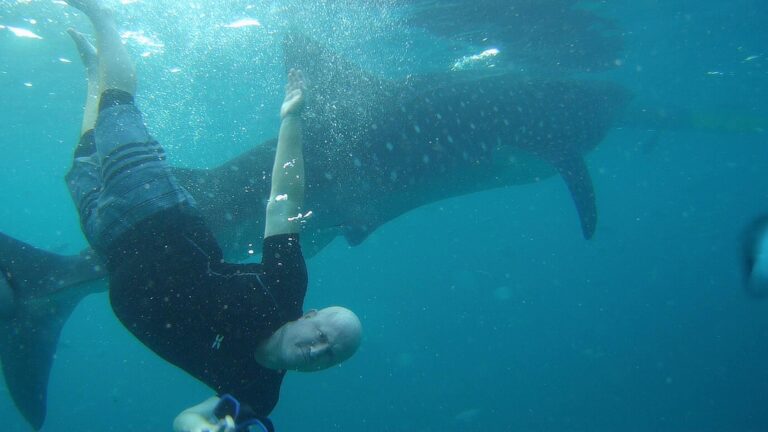 Exploring Oslob’s Whale Shark Watching: Is It Worth Your Visit?