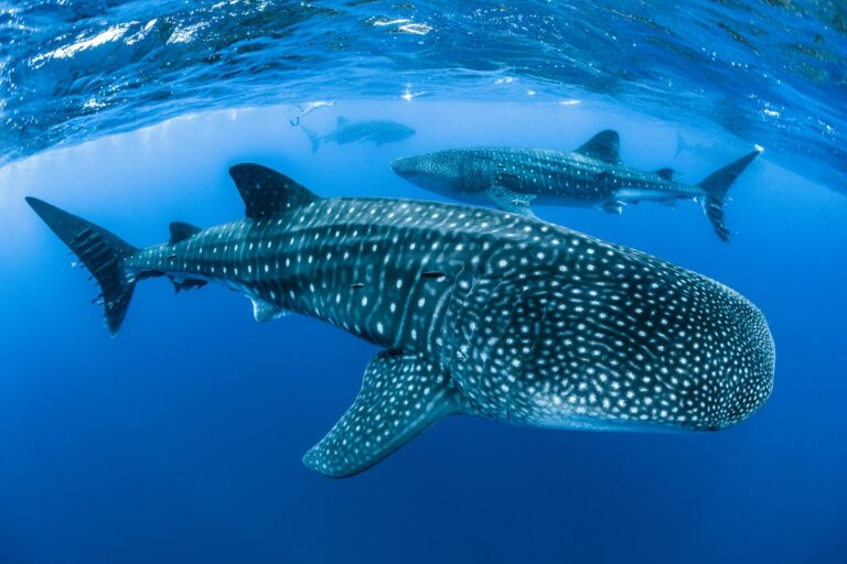 Exploring Oslob’s Whale Shark Watching: Is It Worth Your Visit?