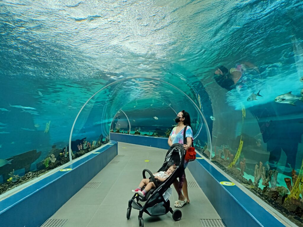 A panoramic view of Cebu Ocean Park's Main Tank Gallery, showcasing a sunken ship backdrop with various colorful marine creatures swimming gracefully in the water.