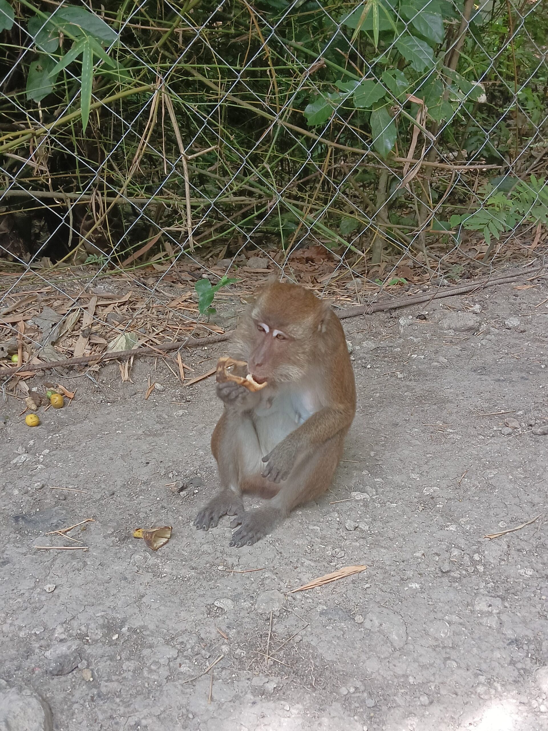 A close-up photo of a wild long-tailed macaque in Oslob, Cebu, Philippines, sitting on a tree branch and looking curiously at the camera.