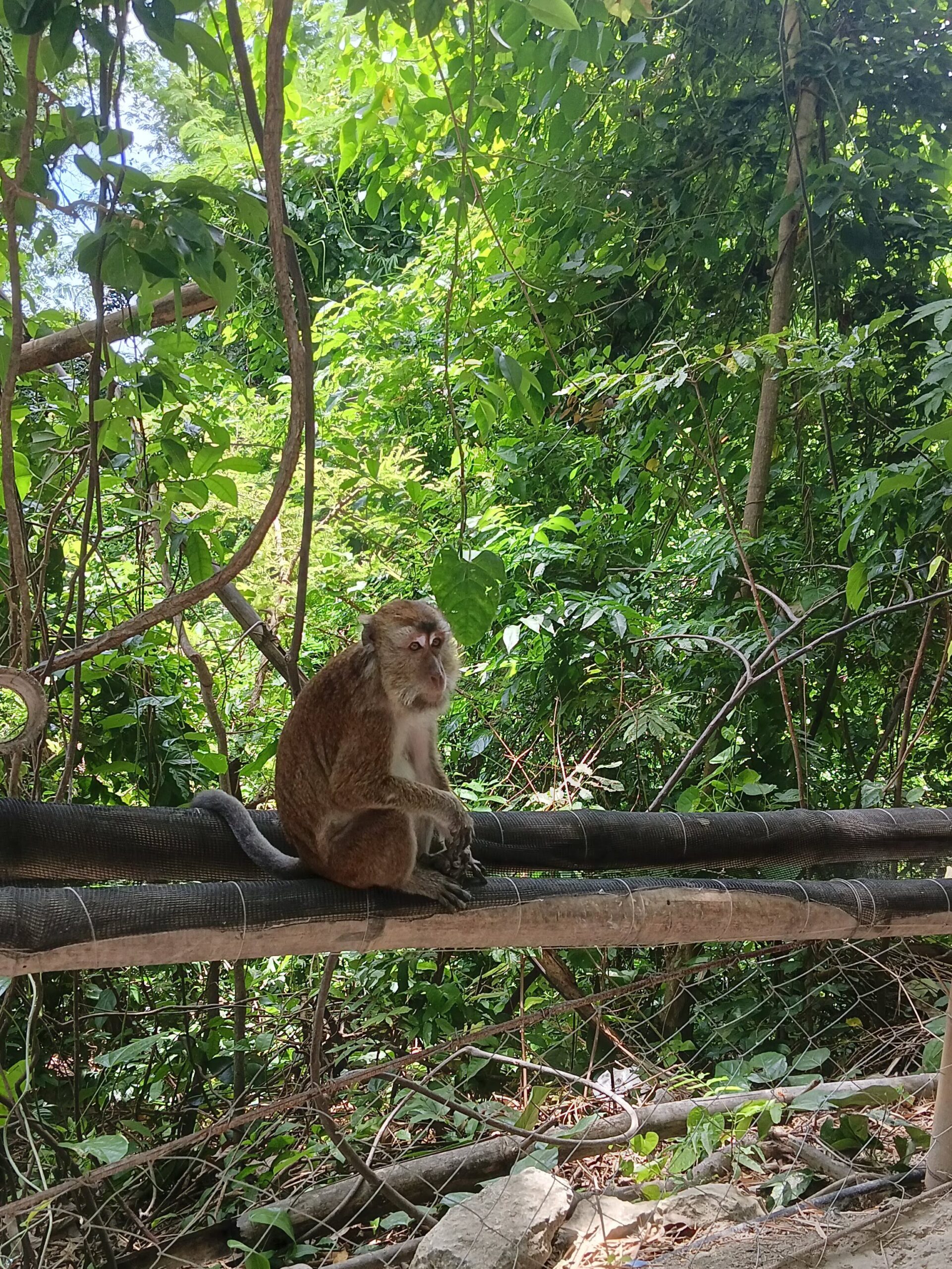Close-up of a long-tailed macaque in Oslob, Cebu